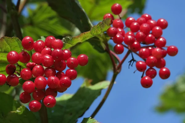Dojrzałe czerwone jagody jesienią — Zdjęcie stockowe