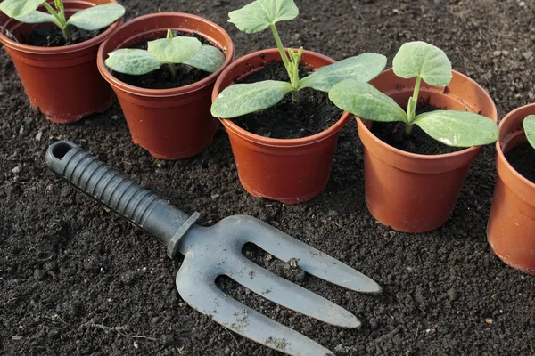 Semis de légumes gros plan dans des pots — Photo