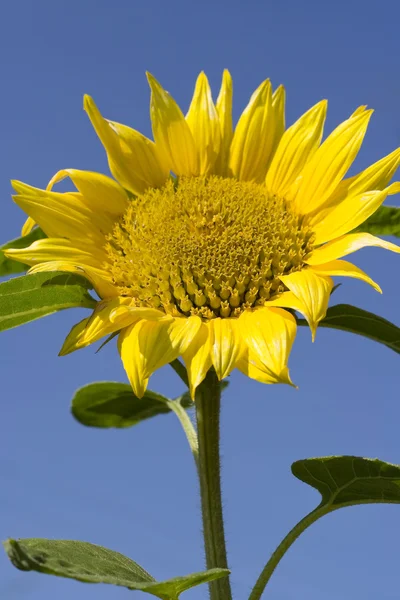 Sunflower stem bloom in summer — Stock Photo, Image