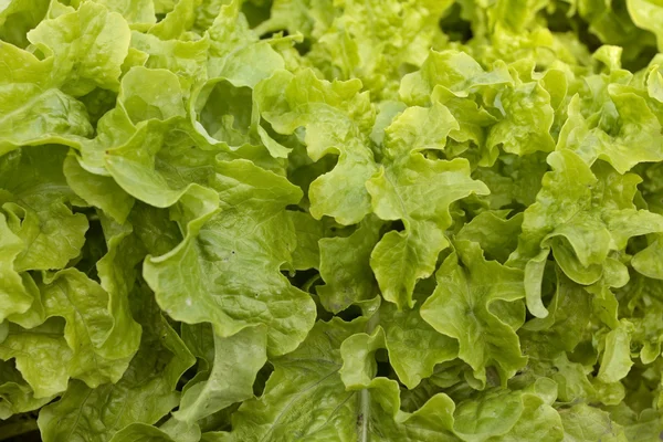 Closeup čerstvým salátem — Stock fotografie