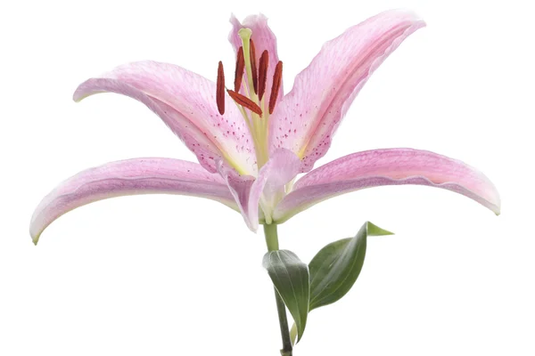 Beyaz üzerine pembe lily çiçek — Stok fotoğraf
