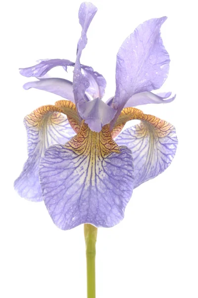 Lila Irisblüten Nahaufnahme über weiß — Stockfoto