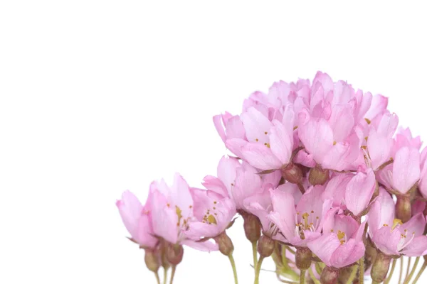 Fiori rosa su bianco — Foto Stock
