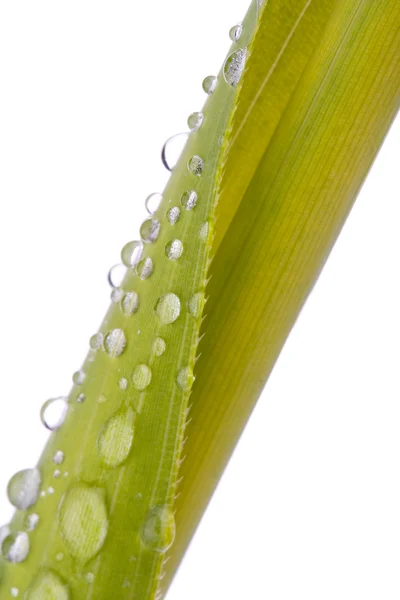Water droplets leaf over white — Stock Photo, Image