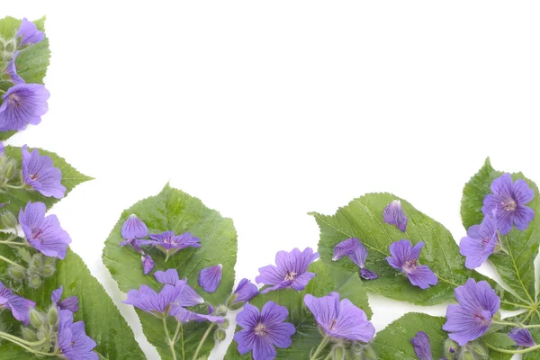 Violets flowers over white background — Stock Photo, Image