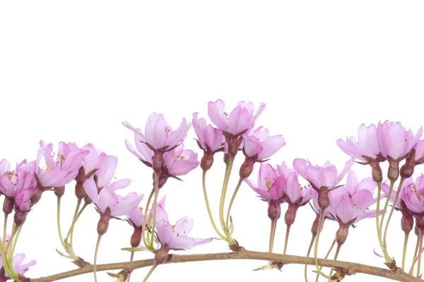 Beyaz arka plan üzerinde pembe çiçekler — Stok fotoğraf