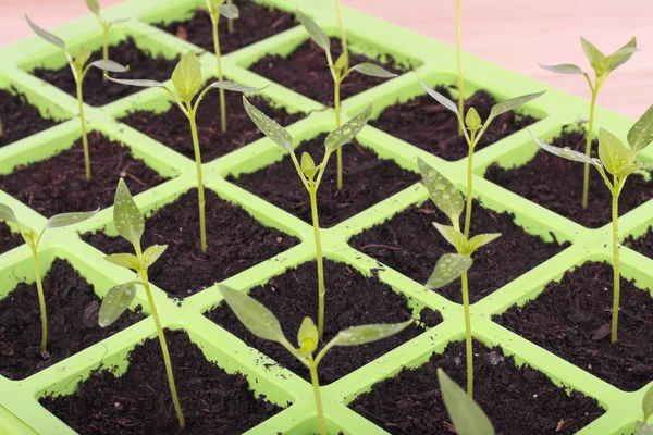 Gemüse-Samen-Tablett Nahaufnahme über Weiß — Stockfoto
