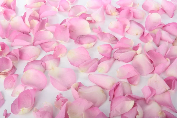 Kronblad rosa rosor över vita — Stockfoto