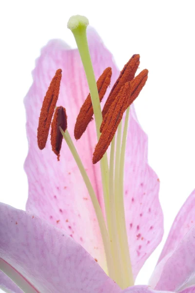 Fiore di giglio rosa su bianco — Foto Stock