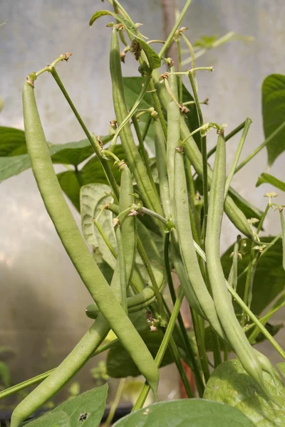 Green beans on the vine — Stock Photo, Image