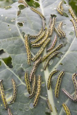 Caterpillars eating vegetable leaf clipart