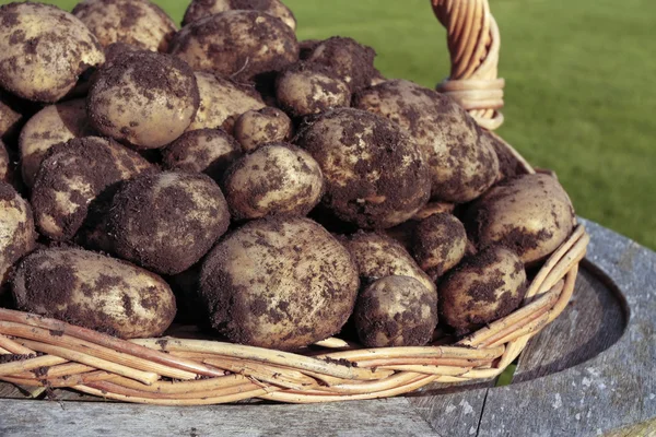 Vers gegraven aardappelen — Stockfoto