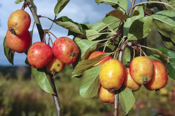 Crab apples on the tree — Stock Photo, Image