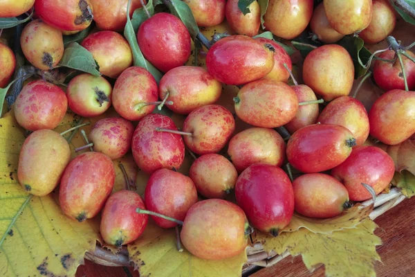 Manzanas de cangrejo maduras — Foto de Stock