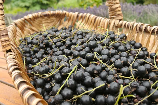 Freshly picked Black currants — Stock Photo, Image