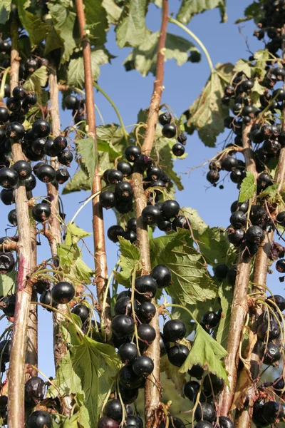 Ribes nero sul ramo — Foto Stock