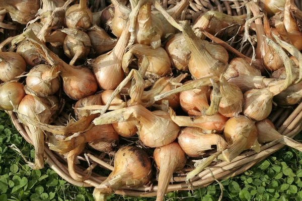 Świeżo wykopanych cebuli — Zdjęcie stockowe
