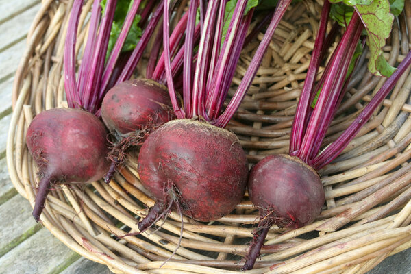 Свежая свекла на корзине
