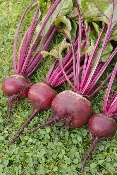 Fresh beetroot — Stock Photo, Image