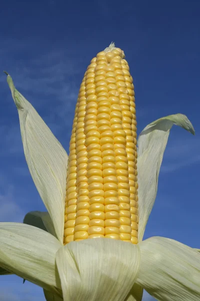 Ripe corn cob in summertime — Stock Photo, Image