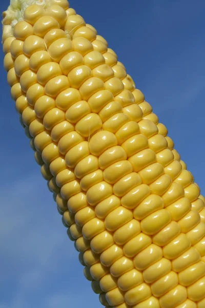Costela de milho madura no verão — Fotografia de Stock