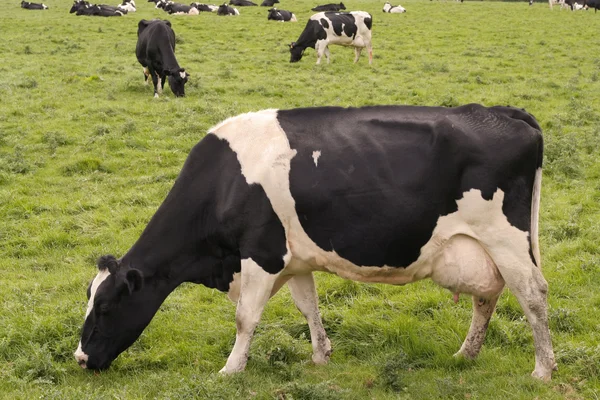 Корови пасуться в полі — стокове фото