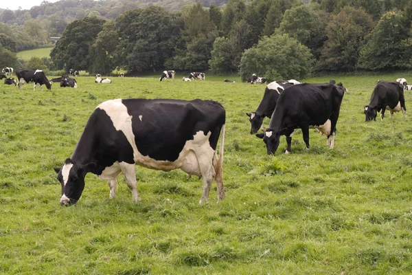 Vacche al pascolo in campo Immagini Stock Royalty Free