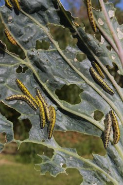 Caterpillars eating vegetable leaf clipart