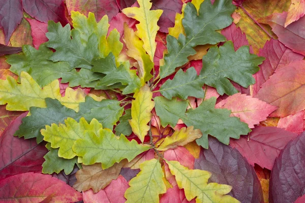 Autumn listowie na trawniku — Zdjęcie stockowe