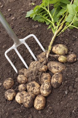 Freshly dug potatoes clipart