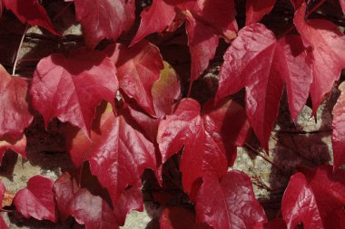 Sonbahar Yaprakları