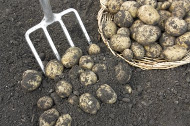 Harvesting crop of potatoes clipart