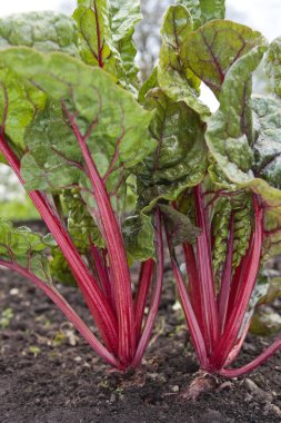 Swiss chard growig in garden clipart