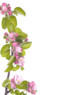 Apple tree spring blossoms over white clipart