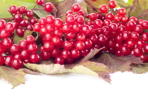 Red berries over white — Stock Photo, Image