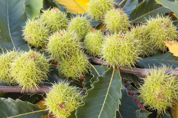 stock image Chestnuts and autumn leaves