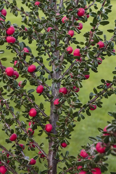 Yaz aylarında yapılan kırmızı meyveler — Stok fotoğraf