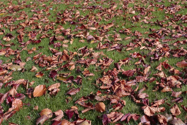 Autumn listowie na trawnik — Zdjęcie stockowe