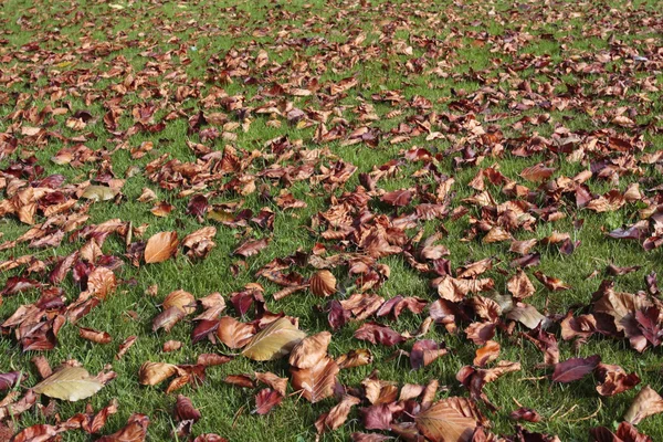 Autumn leaves on lawn — Stock Photo, Image