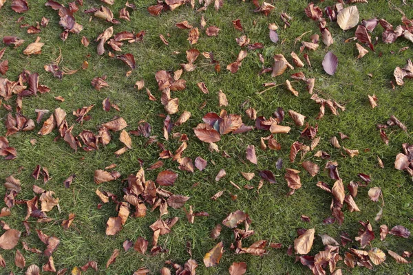 Çimenlikte sonbahar yaprakları — Stok fotoğraf