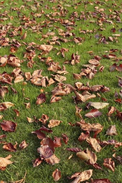Podzimní listí na trávníku — Stock fotografie