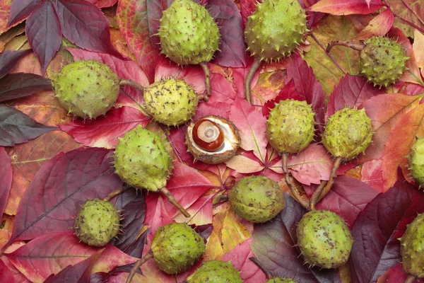 Kaštany a podzimní listy — Stock fotografie