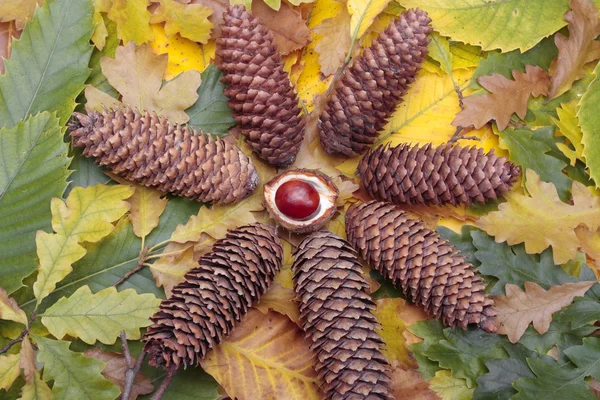 Pinecones and autumn leaves — Stock fotografie