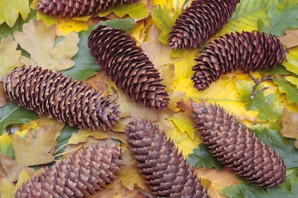 Pinecones and autumn leaves — Stock fotografie
