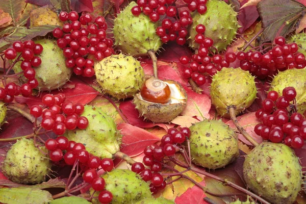 Каштани і осіннє листя — стокове фото