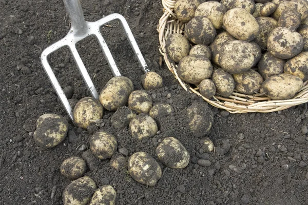 Oogsten gewas van aardappelen — Stockfoto