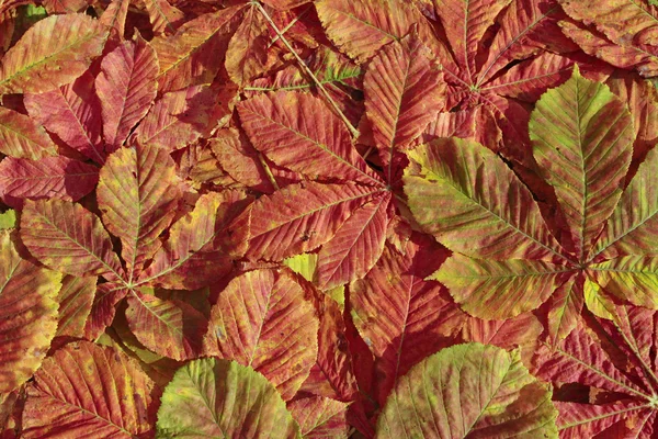 Hojas de otoño en césped de hierba —  Fotos de Stock