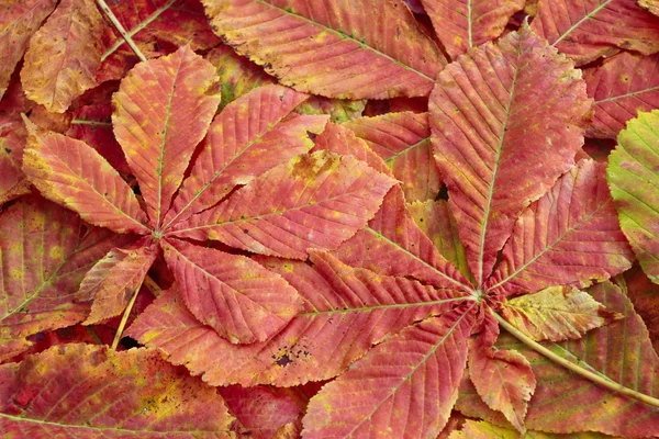 Φθινοπωρινά φύλλα στο γρασίδι — Φωτογραφία Αρχείου