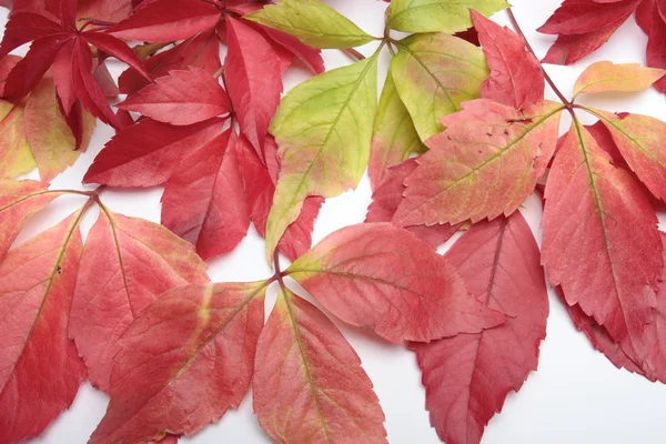 Podzimní leves přes bílý — Stock fotografie