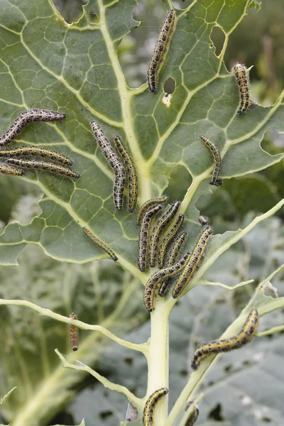 Caterpillars eating vegetable leaf